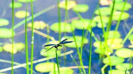 チョウトンボ © S造園