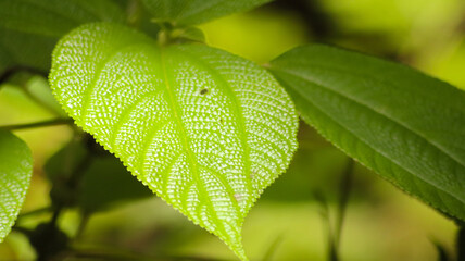 Macro of Tropical Green Leaf with Unique Texture and Natural Surface Details. Close-up of a...