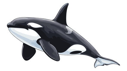Fototapeta premium Detailed Vector Illustration of an Orca Whale Isolated on White Background for Creative Projects