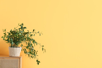 Chest of drawers with houseplant near yellow wall in room, closeup