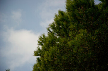 Sky clouds and trees, view of dense green forest trees reaching up towards a vibrant blue sky...