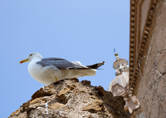 Seagull sitting proud atop ancient rock in the Roman Forum