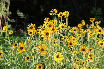 Many black-eyed Susans in bright sun at Dam Number 4 Woods in Park Ridge, Illinois