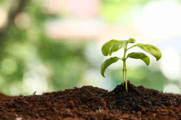 Plant seedling in soil outdoors