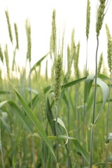 Wheat spikes growing in field outdoors, closeup