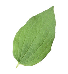 One green jasmine leaf isolated on white