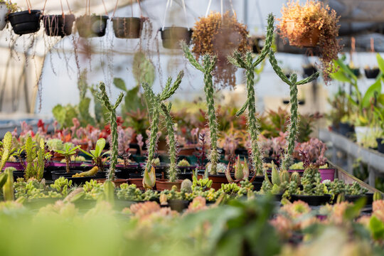 Succulent and cactus plants are thriving on benches under soft greenhouse light with hanging pots