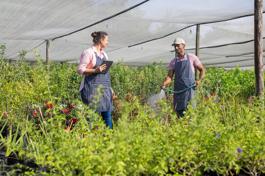 Diverse coworkers wearing aprons in shade house holding tablet and watering potted plants with hose