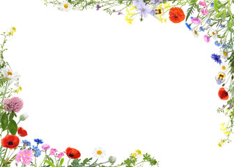 Beautiful meadow flowers on white background. Frame with space for text