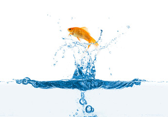 Beautiful bright goldfish jumping out of water on white background
