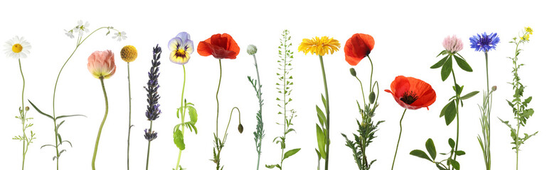 Obraz premium Wildflowers on white background, set. Different blooming plants