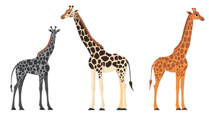 Naklejka premium Majestic mature giraffe in the African savannah showcasing long neck