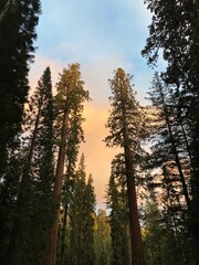 sunset in the forest