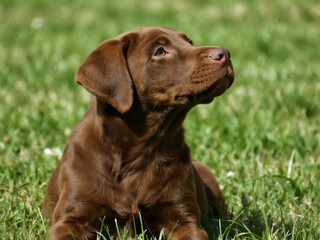 A chocolate Labrador puppy lies on the grass, looking up at something in front of it.