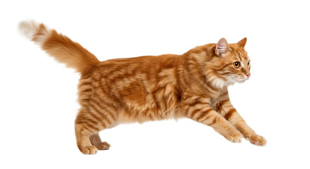jumping cat isolated on transparent background	
