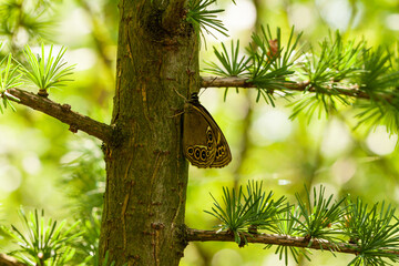motyl w lesie, na modrzewie, motyl pod ochroną, Osadnik wielkooki, Lopinga achine © © Jakacki