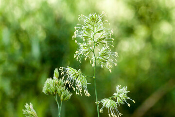 kwitnąca trawa, Kupkówka pospolita, rżniączka pospolita, Dactylis glomerata © © Jakacki