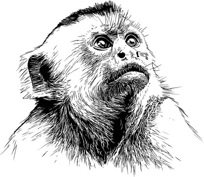 Detailed black and white sketch of a monkey looking upwards, digital art illustration