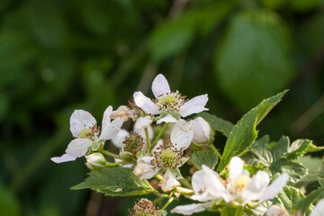 piękne różowe kwiaty jeżyny leśnej , Rubus fruticosus