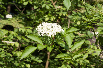 białe kwiaty czarnego bzu w lesie