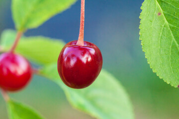 czerwone owoce wiśni na drzewie