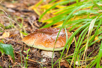 Piękne grzyby leśne, Borowik szlachetny, Boletus edulis