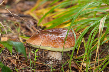 Piękne grzyby leśne, Borowik szlachetny, Boletus edulis
