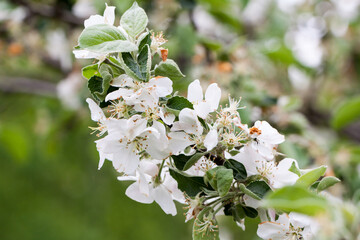 kwitnąca jabłoń w sadzie, piękne kwiaty, 
