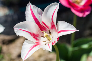 Piękny kwiat ogrodowy Tulipan liliokształtny © © Jakacki
