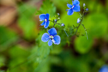 Piękne niebieskie kwiaty leśne, Przetacznik ożankowy, Veronica chamaedrys