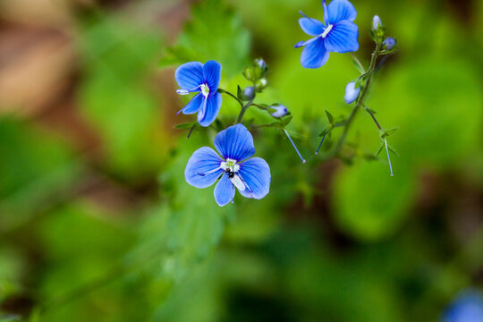 Piękne niebieskie kwiaty leśne, Przetacznik ożankowy, Veronica chamaedrys