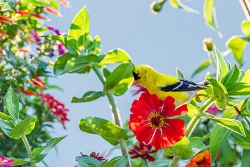 Cute yellow goldfinch bird perched on red zinnia flower in garden