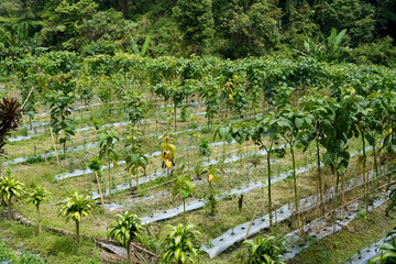 Lush Green Farming Fields with Rows of Emerging Plants and Vegetation