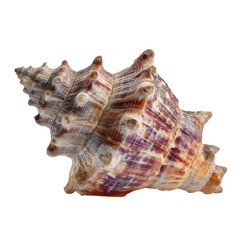 Fototapeta premium Beautiful Sea Shell Display with Unique Patterns