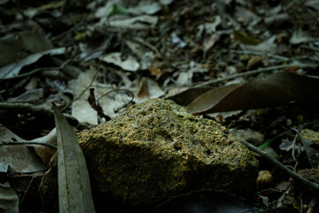 A natural rock formation captured within the dense greenery of a vibrant forest, highlighting the earthy textures and serene atmosphere of the wilderness