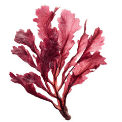 Vibrant Red Seaweed: Nature's Aquatic Artistry