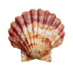 Obraz premium Vibrant Scallop Shell: Nature's Art with Transparent Background