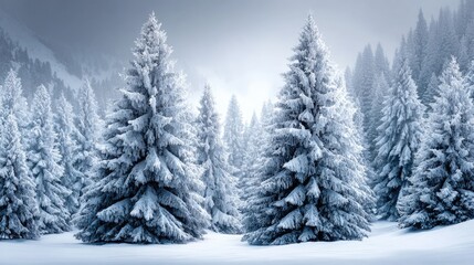 Winter wonderland of frosted evergreens.