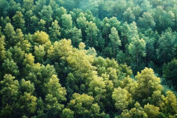 Dense forest canopy with a variety of green trees bathed in soft sunlight, evoking a tranquil and vibrant natural atmosphere