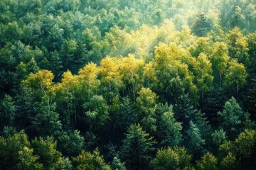 Dense forest with a mix of green and yellow trees bathed in soft sunlight creating a peaceful and vibrant natural landscape