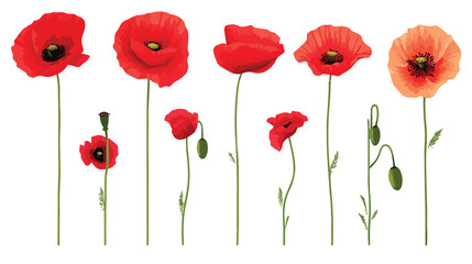 Obraz premium Vibrant Red Poppy Flower Vector Illustration Collection