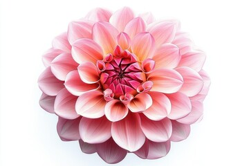 Close-up of a vibrant pink and peach dahlia flower with layered petals radiating from the center on a white background