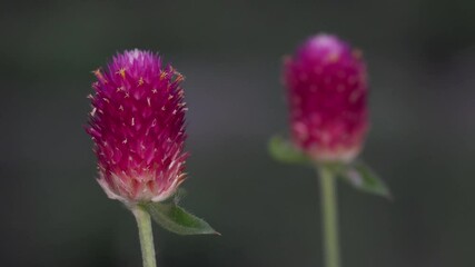 Tokyo, Japan - July 11, 2025: Closeup view of Gomphrena flower in summer