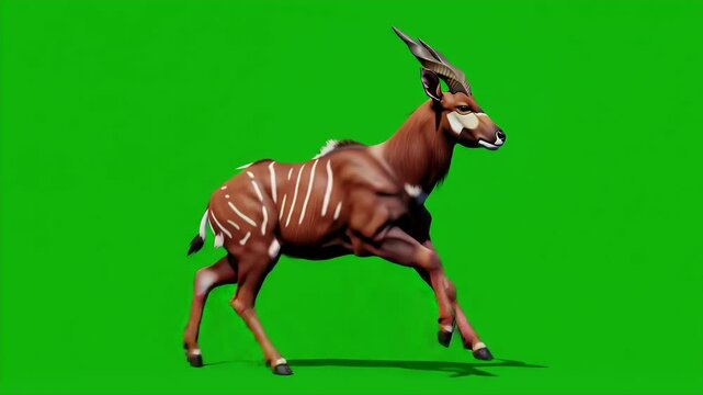 3D Render of Bongo Antelope Walking on Isolated Green Screen Background with Reddish Brown and White Stripes and Realistic Animal Motion