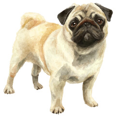 Pug dog with fawn coat and black face stands alert with expressive eyes and curled tail in detailed watercolor style