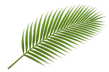 Fototapeta premium Green palm leaf rendered in high-detail 3d, floating against transparent backdrop, highlighting botanical summer design element