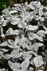 セネシオ　Senecio