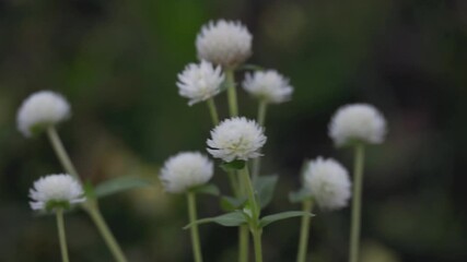 Tokyo, Japan - July 11, 2025: Closeup view of white Gomphrena flower in summer