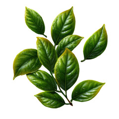 Obraz premium A group of vibrant green leaves with water droplets are isolated on transparent background, showcasing their intricate details and fresh, natural beauty