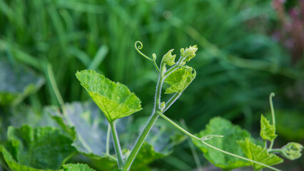 Young green leaves of a zucchini plant on a background of green grass